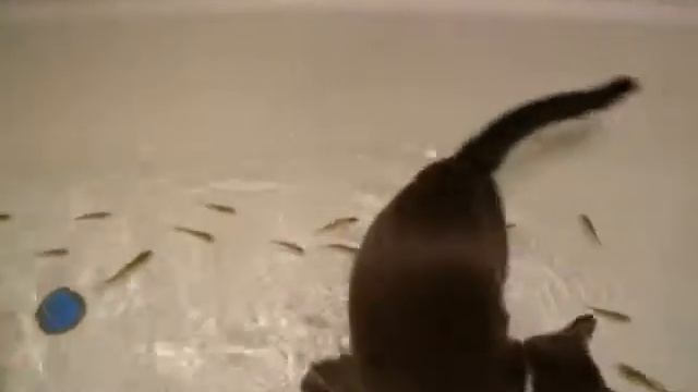 приколы,смех,юмор,кот ловит рыбу,животные смотреть онлайн