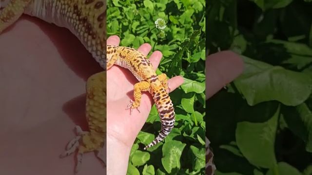 Самец эублефара Марти во всей красе! смотреть онлайн