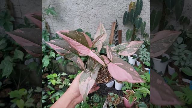 TANAMAN SYNGONIUM PINK SPLASH