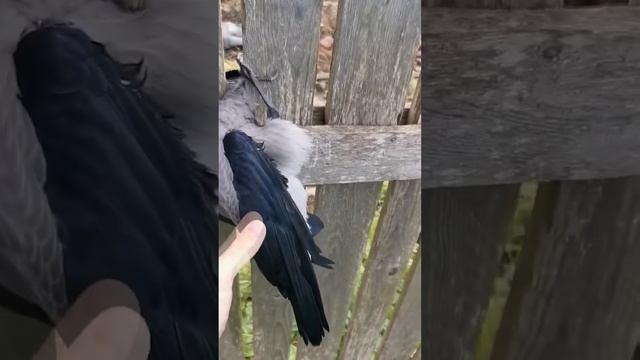 Забор-капкан. Такое точно не продумывали смотреть онлайн