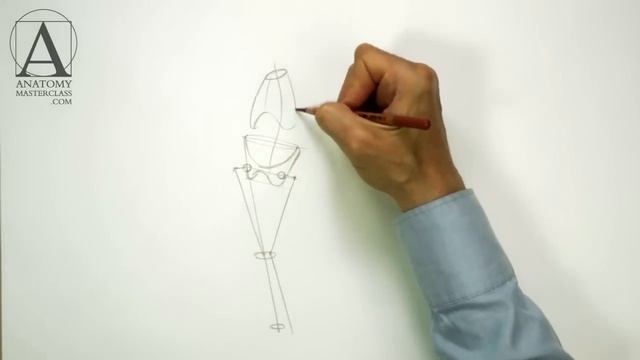 Female Anatomy - Anatomy Master Class