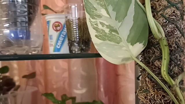 Эпипремнум Pinnatum Albo Variegata