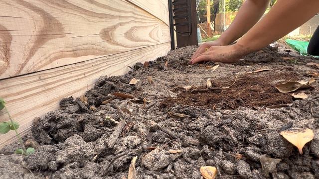 Hosta : First Spring Delivery from Longfield Gardens смотреть онлайн