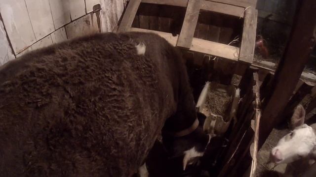 РАЗДОЙ ПЕРВОТЕЛКИ?УТРЕННЯЯ ДОЙКА? смотреть онлайн