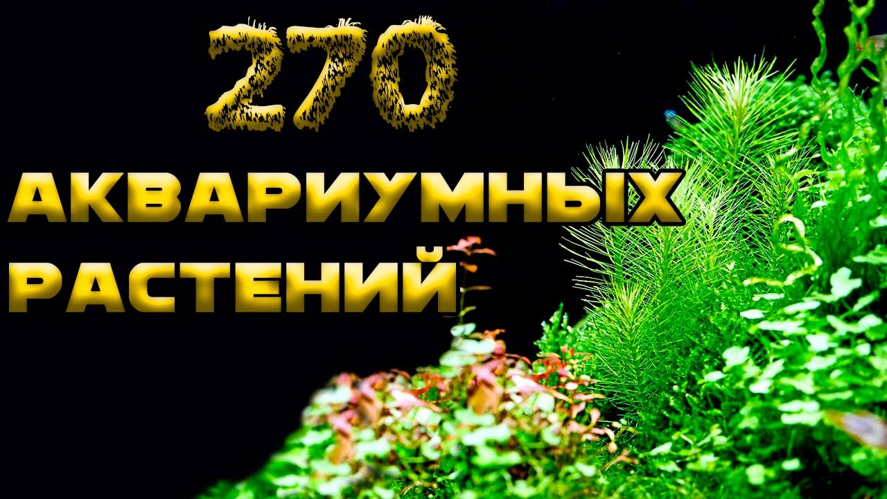 Энциклопедия аквариумных растений. ТОП 270 аквариумных растений