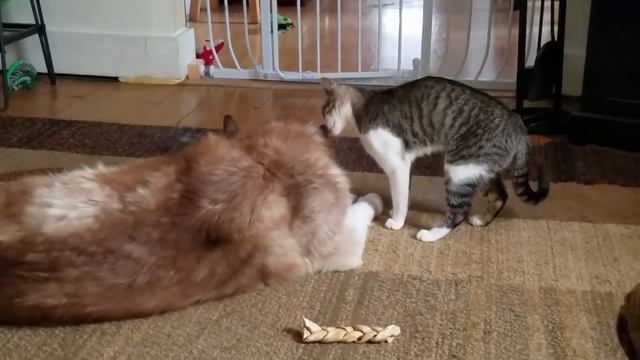 Кот усатый, озорной смотреть онлайн