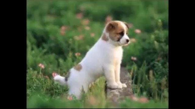 yavru köpek sesi yavru köpek havlaması смотреть онлайн