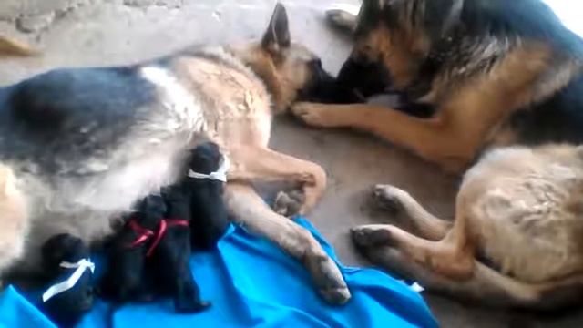 ЧУВСТВА У ЖИВОТНЫХ смотреть онлайн
