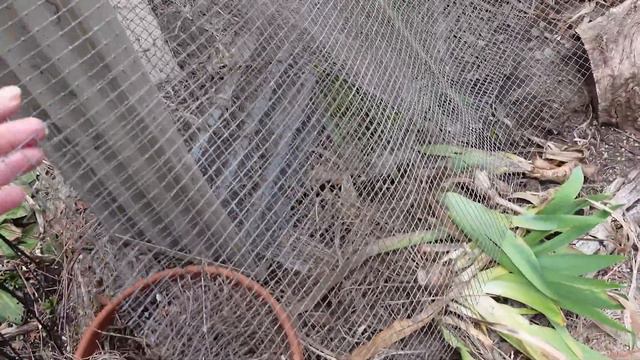 What Is Still Alive? May 2023 Secret Cottage Garden Tour