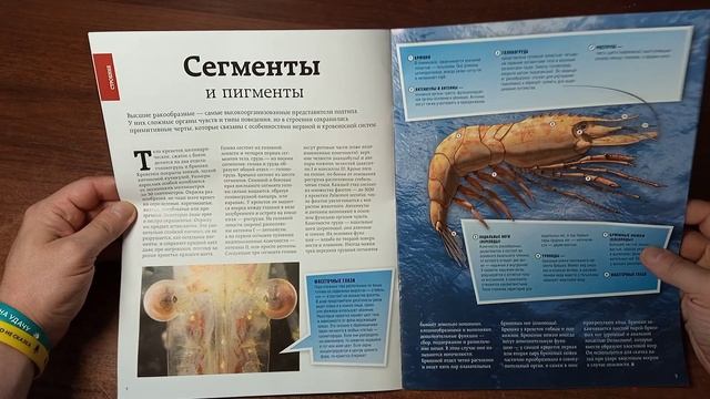 Обитатели подводного мира | 1 выпуск | DeAgostini смотреть онлайн