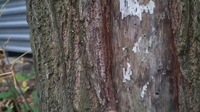 как заделать дупло и спасти дерево. Як заробити дупло в дереві смотреть онлайн