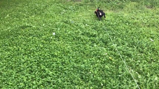 ТАКСА | ГУЛЯЕМ и Воспитываю | ЛАЕТ на Собак смотреть онлайн