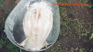 Самый простой способ забоя индюков/Рекомендую/