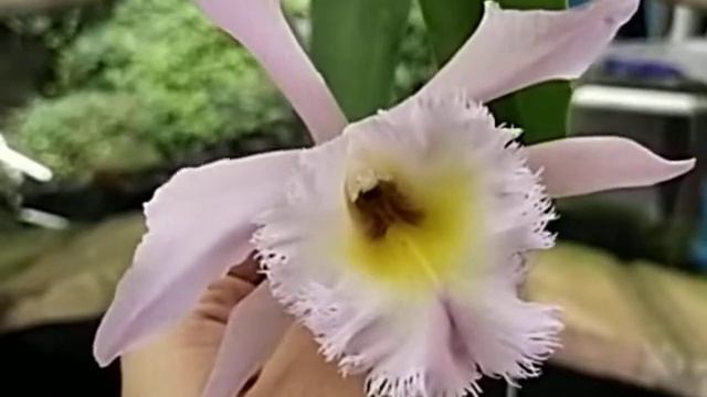 Rhyncholaeliocattleya Joyce Jewel смотреть онлайн