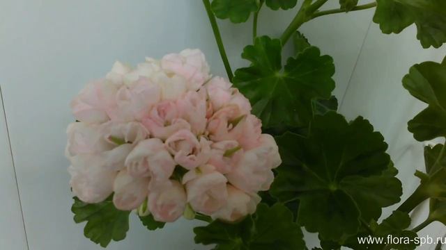 Marbacka Tulpan - тюльпановидная пеларгония. Коллекция Свирской Елены. смотреть онлайн