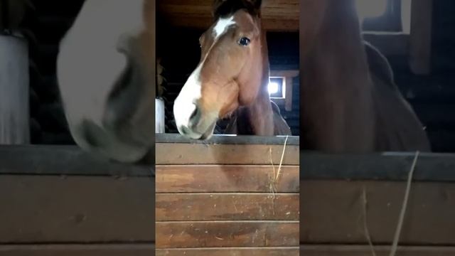Содержание лошадей. Лошадь улыбается. Лошадь на ферме. Коневодство. Уход за лошадью. Конный клуб. смотреть онлайн