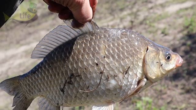 Как наловить много крупного карася в сентябре октябре и на какую наживку С этими секретами ловли к смотреть онлайн