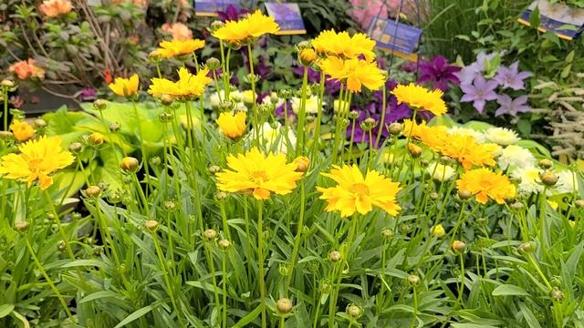 Coreopsis 'Early Sunrise' (Tickseed) // Multiple Award Winning, Easy to Grow NATIVE Perennial. смотреть онлайн