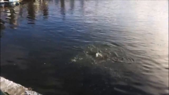 Бешеный клев форели!!!Рыбалка в Савельево-2!!! смотреть онлайн