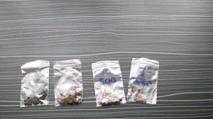 ИНКУБАЦИЯ ЯИЦ ПАЛОЧНИКОВ Где купить яйца палочника