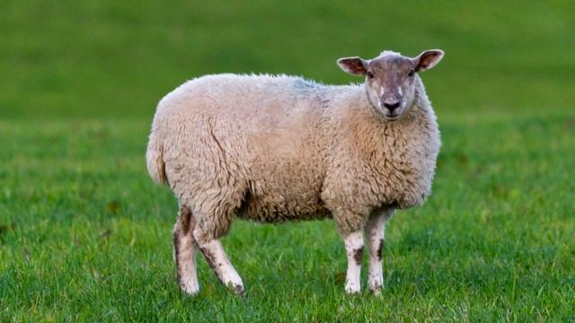 Овца - интересные факты смотреть онлайн