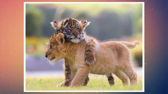 Львица которая замечает брошенного детеныша леопарда, делает то, что эксперты затрудняются объяснит смотреть онлайн