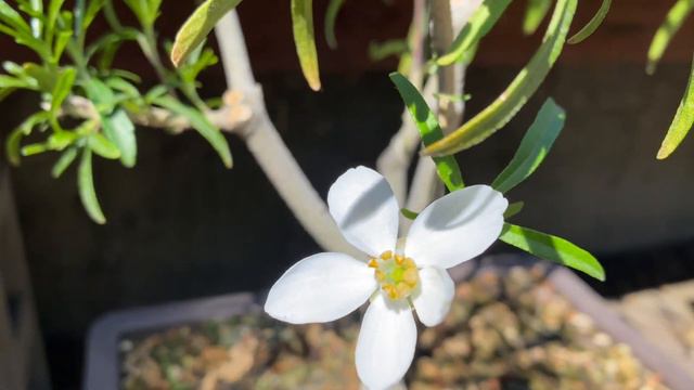 Flowering Bonsai! BoneDry Bonsai