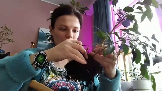 Формируем БОНСАЙ из ФИКУСА Danielle. ? смотреть онлайн