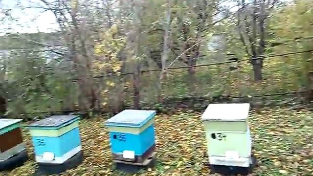 Простой способ избавится от синиц и обращение к пчеловодам смотреть онлайн