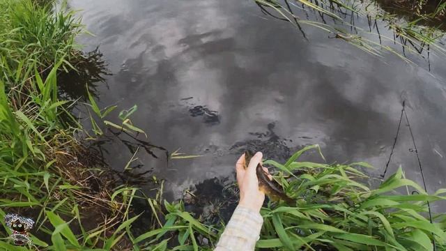 Форель в микроречке смотреть онлайн