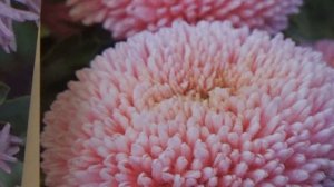 Самые красивые астры  Обзор сортов