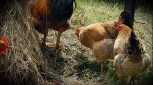 Кучинские юбилейные куры особенности содержания и ухода