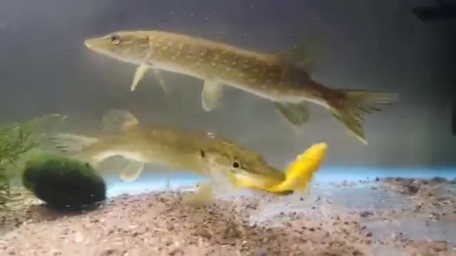 щука VS цихлиды смотреть онлайн
