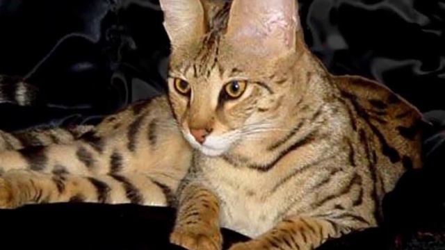 The Ashera Cat | Animals | Most Expensive Cat смотреть онлайн