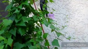 Азарина лазающая. Цветение.