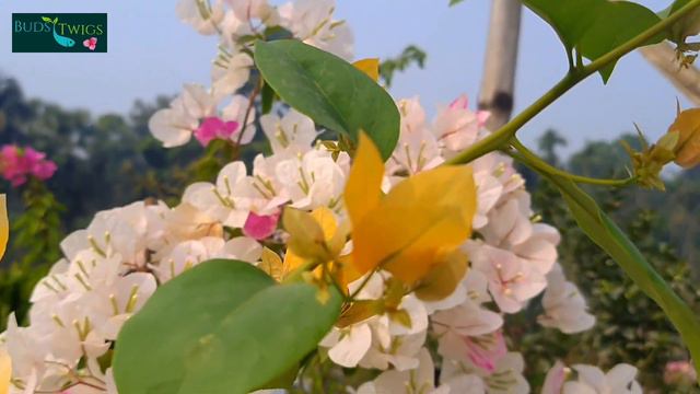 Bougainvillea/ Suvarna/Some Information About Bougainvillea Suvarna.