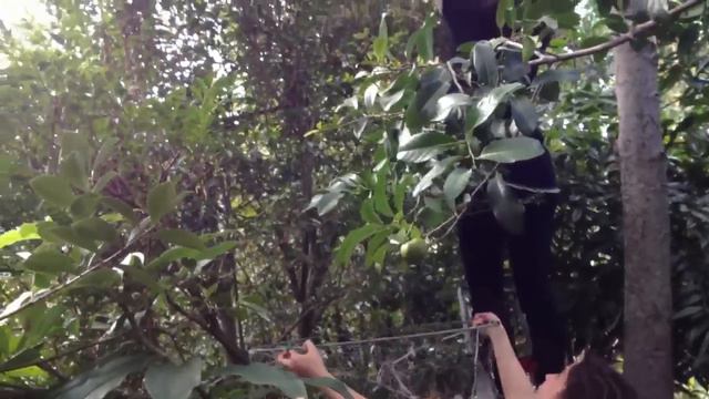 Rollinia Biriba Catch in Fishing Nets смотреть онлайн