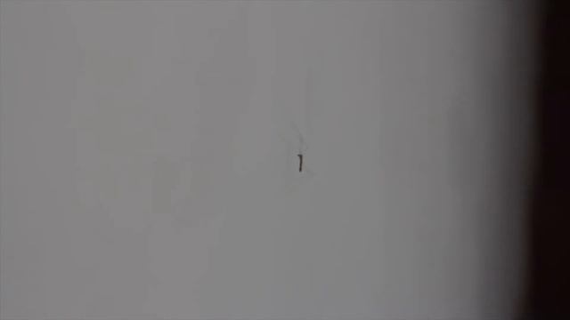 Паук отжимается spider pressed.mp4 смотреть онлайн