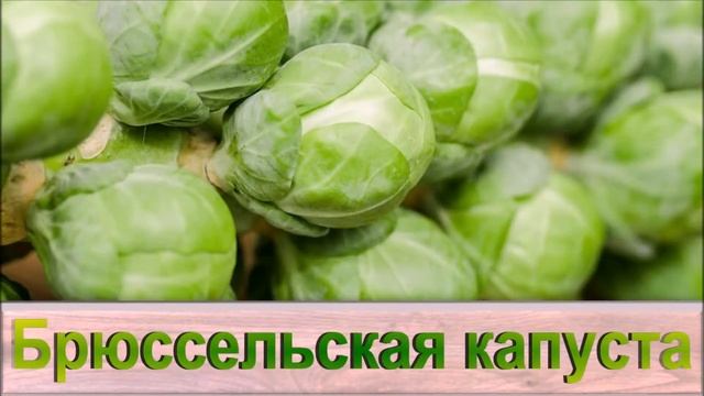 Овощи смотреть онлайн