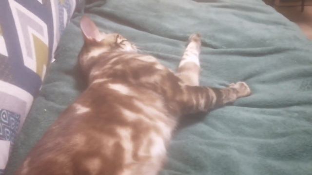 говарящий кот 1 влог на канале ютуб не отключай каментарии#кот #коты #влог смотреть онлайн