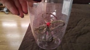 24.11.20.Обработка ОРХИДЕЙ от трипса Актарой.