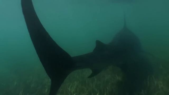 This Is Why Sharks Are Afraid of Dolphins смотреть онлайн
