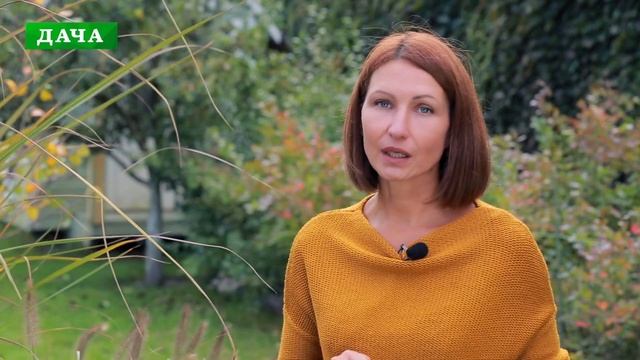 ДЕКОРАТИВНЫЕ ТРАВЫ И ЗЛАКИ в саду: виды, особенности посадки и уход смотреть онлайн