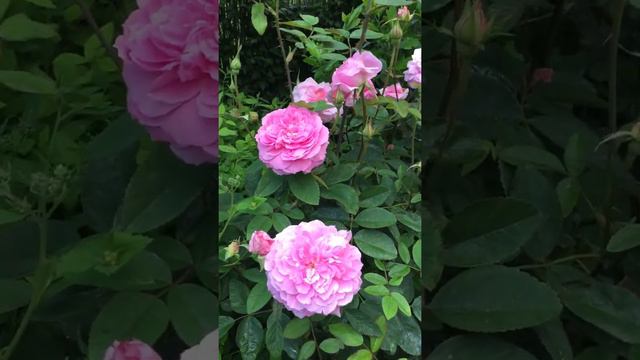 Englische Rose The Mayflower Im Schaugarten Galarosa