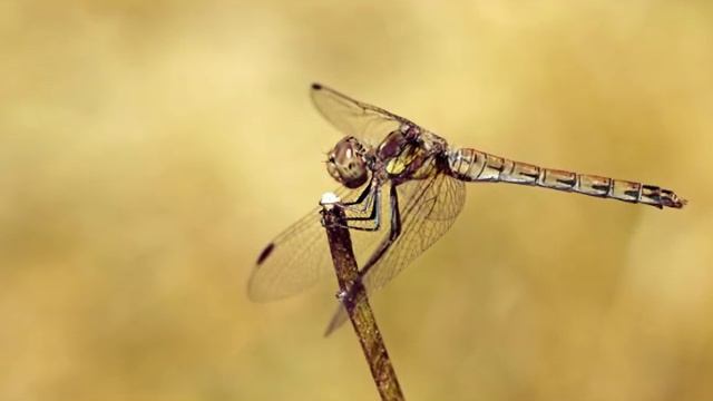La Belleza de las Libélulas y los Caballitos del Diablo смотреть онлайн