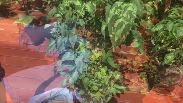 Помидоры на веранде , полив, удобрение и пасынкование. смотреть онлайн