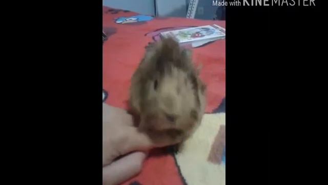 МОРСКАЯ СВИНКА ЗЕВАЕТ 🐹💤 смотреть онлайн