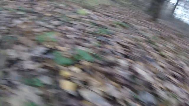 ФИОЛЕТОВАЯ РЯДОВКА,один из лучших грибных даров осени! смотреть онлайн