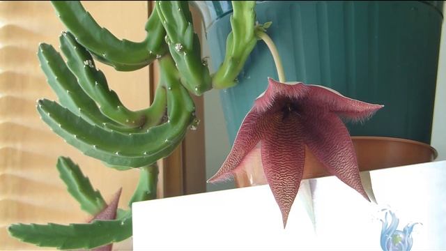 Цветок Стапелия, период цветения. Комнатное растение, суккуленты. Flor de Stapelia. смотреть онлайн
