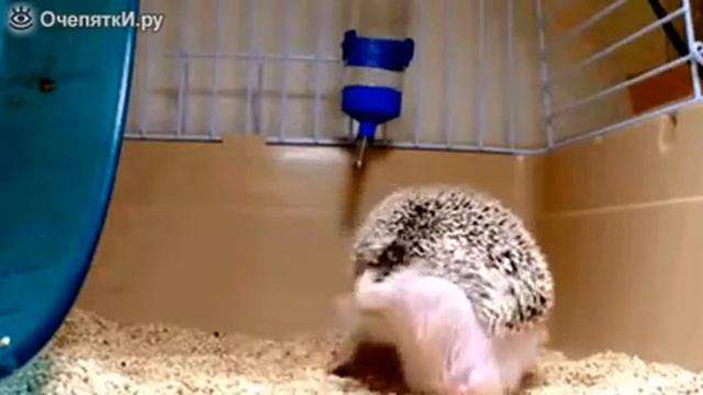 Как чешется ёжик смотреть онлайн